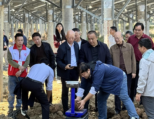 冠军（中国）举办魔芋产业推进会3.png